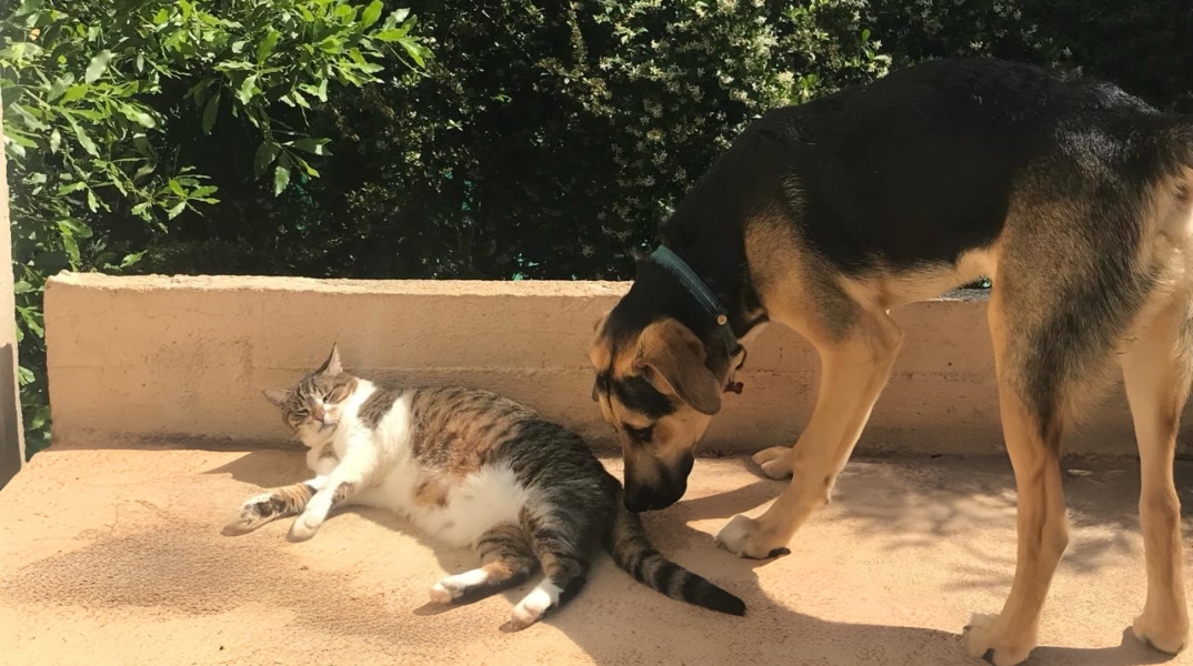 «Γατόσκυλο»: Είναι οι γάτες και οι σκύλοι αντίπαλοι;