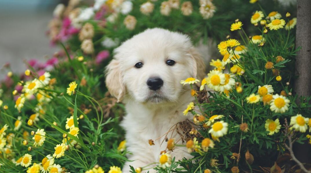 Θεσσαλονίκη: Δωρεάν πρόγραμμα ασφάλισης για υιοθεσίες αδέσποτων