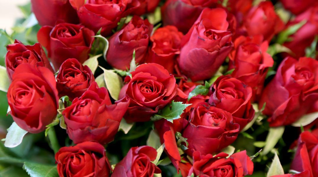 Θεσσαλονίκη: Περισσότερα από 300 χιλιάδες τριαντάφυλλα για την ημέρα του Αγίου Βαλεντίνου στα ανθοπωλεία της πόλης.
