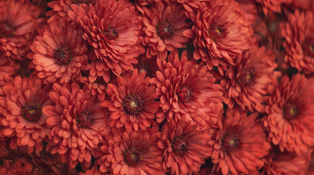 Λουλούδια για τον Άγιο Βαλεντίνο