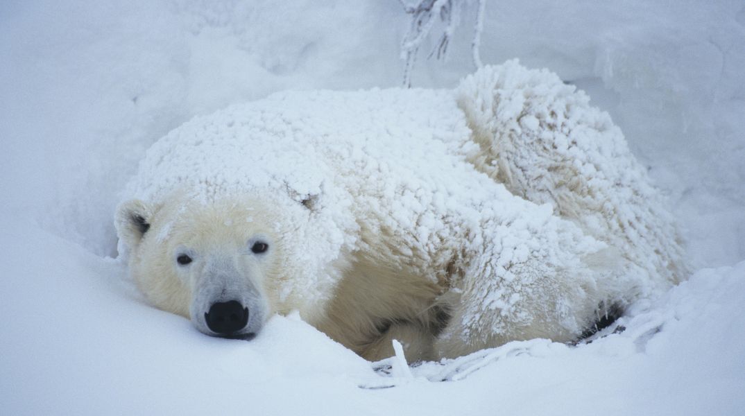 Περιβάλλον: Οι πολικές αρκούδες σε κίνδυνο λιμοκτονίας - Έρευνα για τις επιπτώσεις της κλιματικής αλλαγής στην Αρκτική.