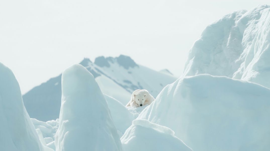 Γροιλανδία: Ο πάγος και αντικαθίσταται με βλάστηση - Υψηλός ο περιβαλλοντικός αντίκτυπος - Τα ευρήματα των επιστημόνων.