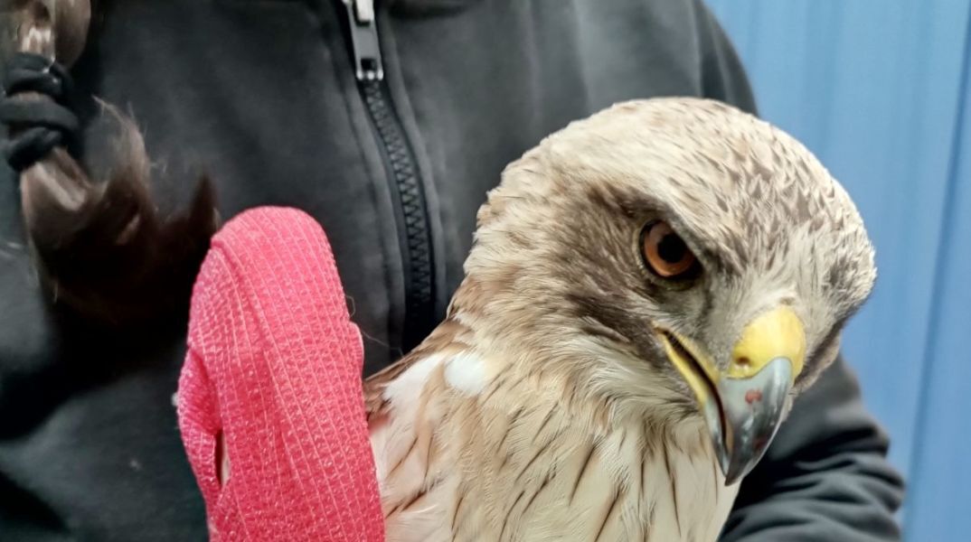 Κρήτη: Θύμα πυροβολισμών ο γερακαετός που φιλοξενείται στην ANIMA - Όπως έδειξε η ακτινογραφία του έχει δεχτεί σκάγια στο κεφάλι.