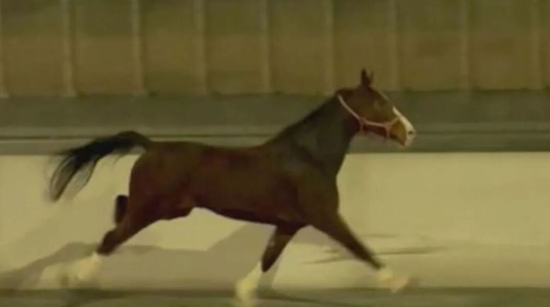 Viral βίντεο δείχνει άλογο να καλπάζει σε αυτοκινητόδρομο στη Φιλαδέλφεια των ΗΠΑ