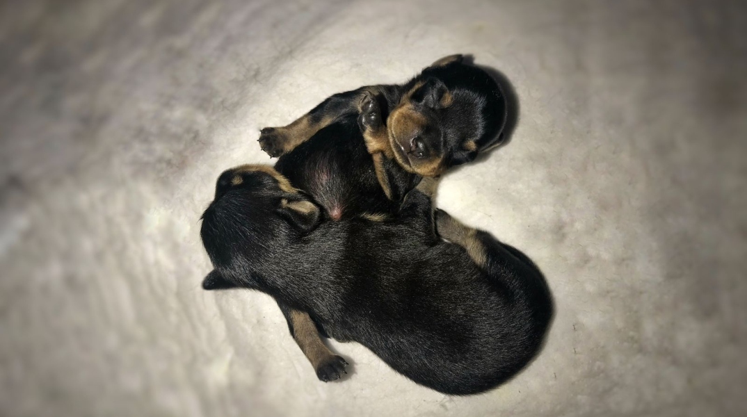 Γιατί είναι σημαντικό να θηλάσει ένα νεογέννητο ζώο;