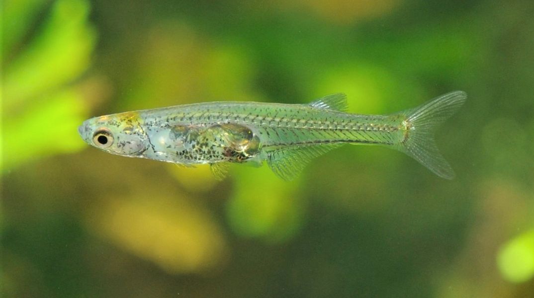 Το ψάρι Danionella cerebrum εξέπληξε τους επιστήμονες - Παράγει έναν ήχο δυσανάλογα ισχυρό σε σχέση με το μέγεθός του.