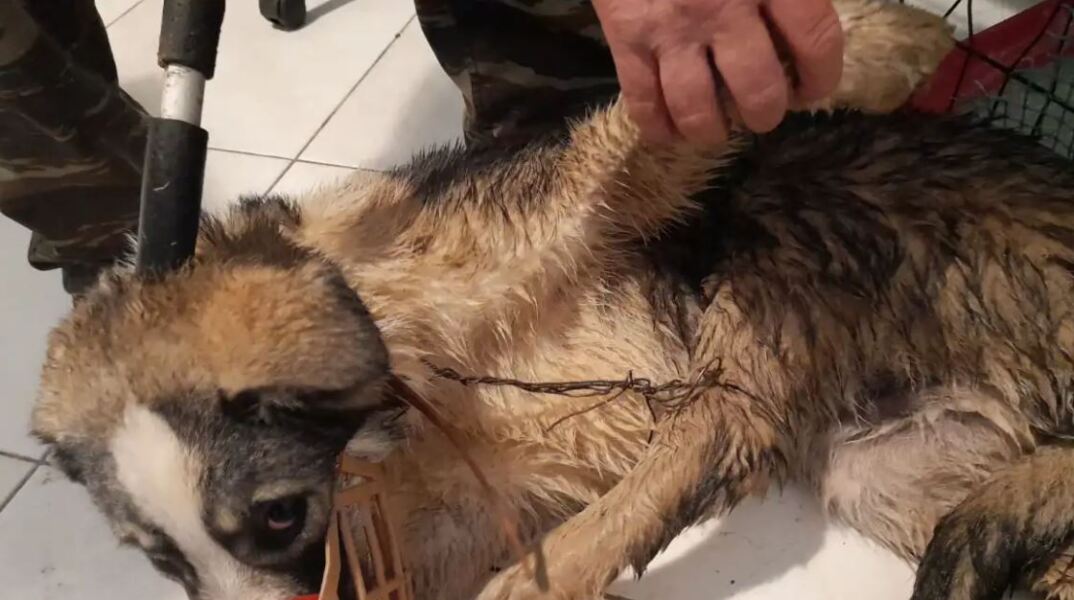 Άγνωστος έδεσε με σύρμα σκυλάκι και το πέταξε σε χαντάκι βάθους 2 μέτρων στα Μετέωρα