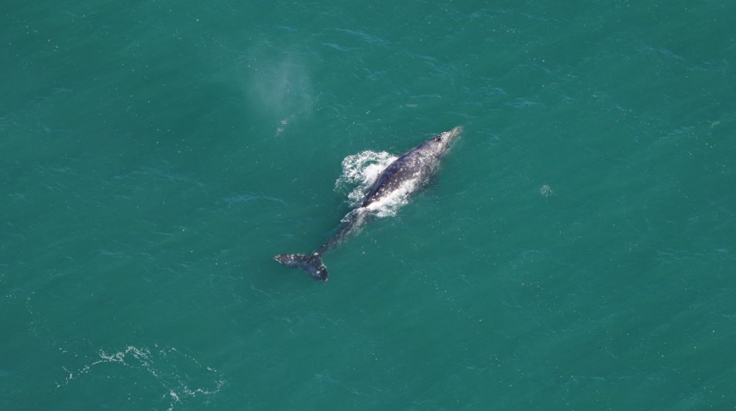 Ατλαντικός: «Απίστευτα σπάνια» γκρίζα φάλαινα εντοπίστηκε μετά από 200 χρόνια - Ο ρόλος της αύξησης της θερμοκρασίας του πλανήτη.