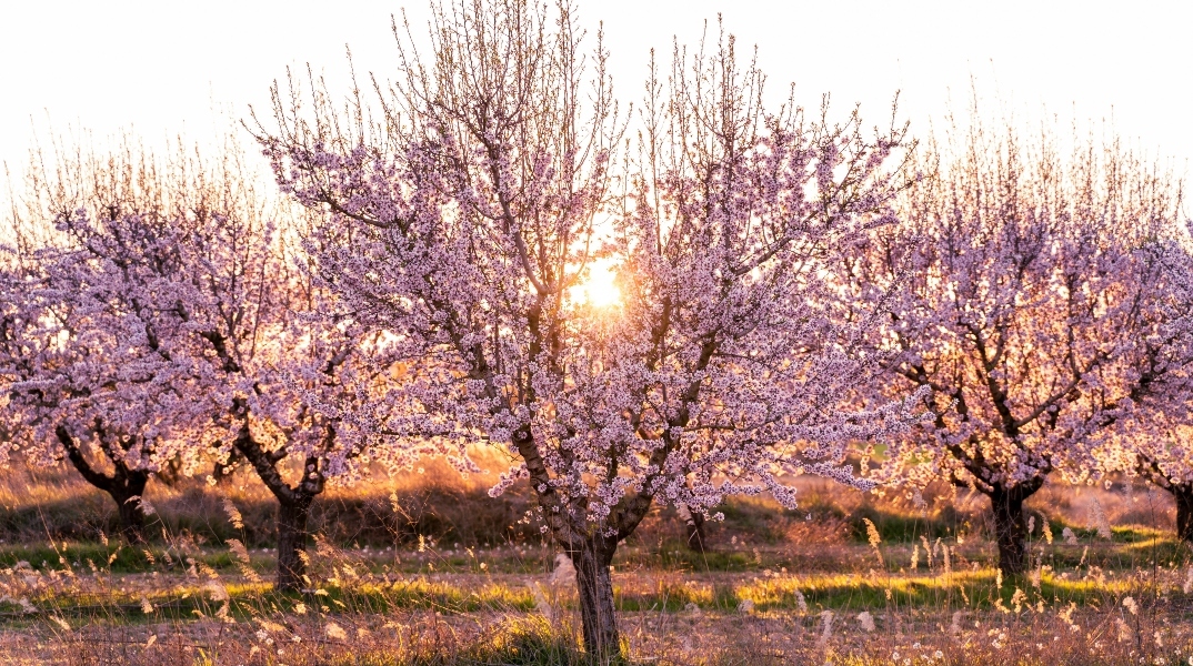 «Μυρίζει» Άνοιξη το Σάββατο 9 Μαρτίου