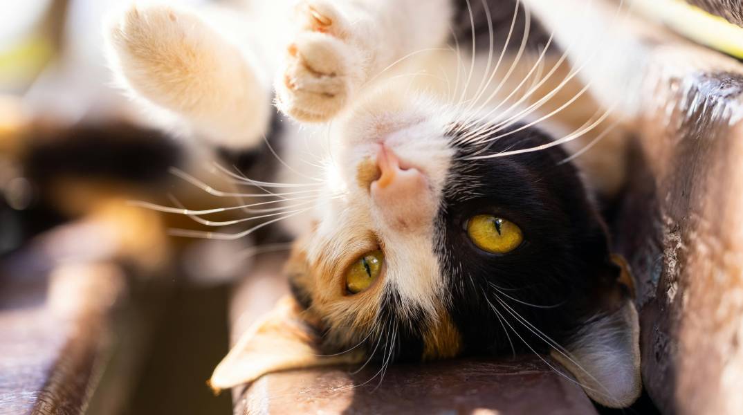 Πώς βλέπουν οι γάτες τον κόσμο;