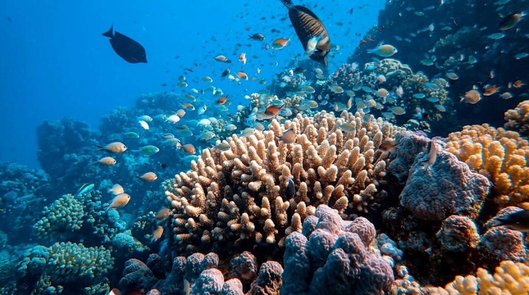 Πώς μπορούν υποβρύχια ηχεία να σώσουν τους κοραλλιογενείς υφάλους