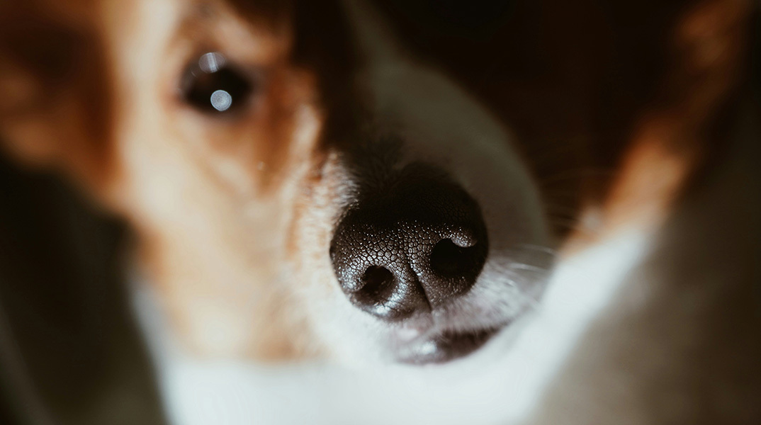 Το αποτύπωμα της μύτης του σκύλου μας θα μπορούσε να αντικαταστήσει τα μικροτσίπ;