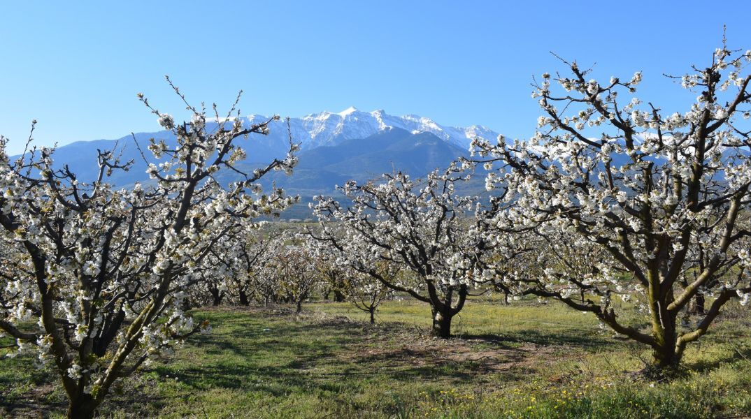 Κατερίνη: Ένα διήμερο γεμάτο με ανθισμένες κερασιές στην Πιερία με σκοπό την ανάπτυξη του αγροτοτουρισμού - Οι κερασώνες σε Κολινδρό και Ράχη.