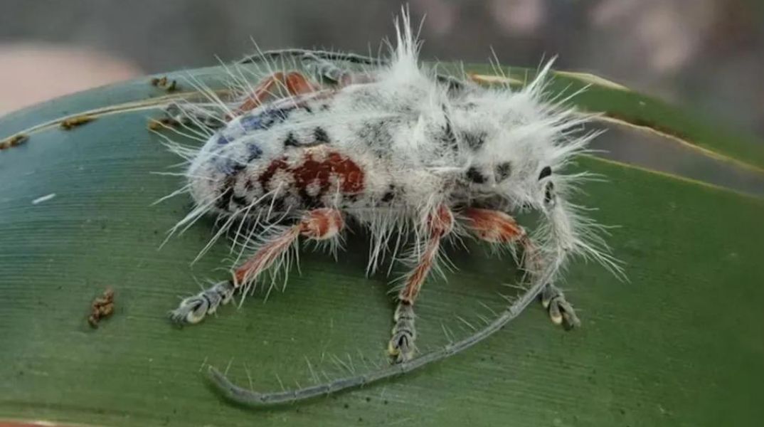 Αυστραλία: Ανακαλύφθηκε νέο είδος «πανκ» σκαθαριού - Δεν είχε βρεθεί όμοιό του - Οι όρθιες λευκές τρίχες του δίνουν όψη «μοϊκανού».