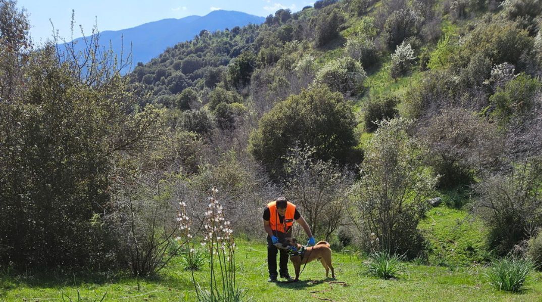 Θεσσαλία: Εντοπίστηκαν 195 δηλητηριασμένα δολώματα σε ορεινή περιοχή - Βρέθηκαν και νεκρά ζώα - Η ανακοίνωση του ΟΦΥΠΕΚΑ.