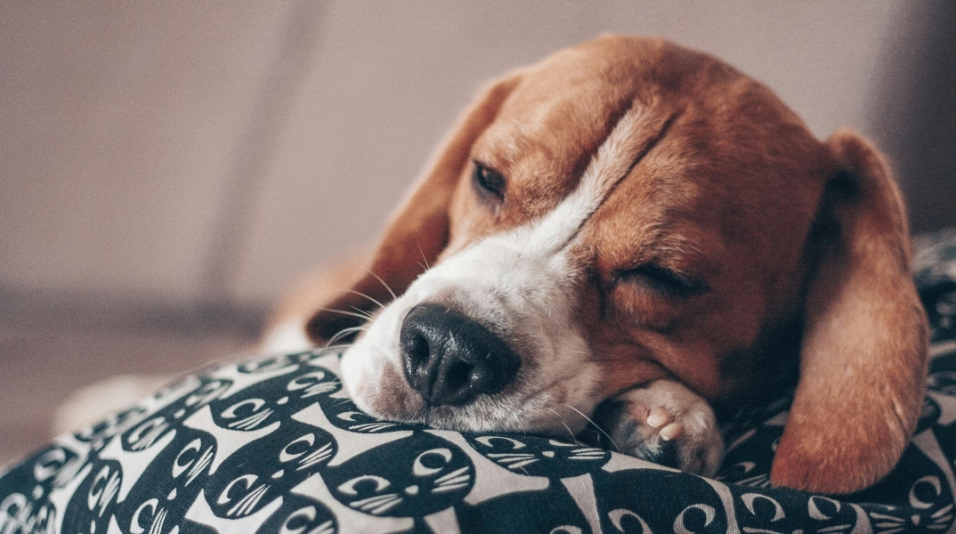 Γιατί σκάβει ο σκύλος μου το κρεβάτι του;