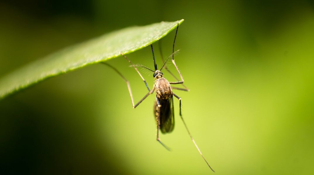 Υπουργείο Υγείας: Σχέδιο δράσης για τη λοίμωξη από τον ιό του Δυτικού Νείλου - Εγκύκλιος για τα προγράμματα ολοκληρωμένης διαχείρισης των κουνουπιών.