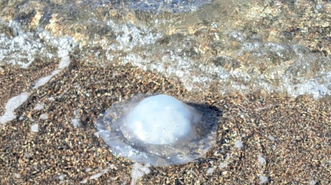 Σε αρκετές παραλίες της Ρόδου έχει εντοπιστεί η τροπική μέδουσα Rhopilema nomadic - Με τι συνδέεται η εμφάνισή της.