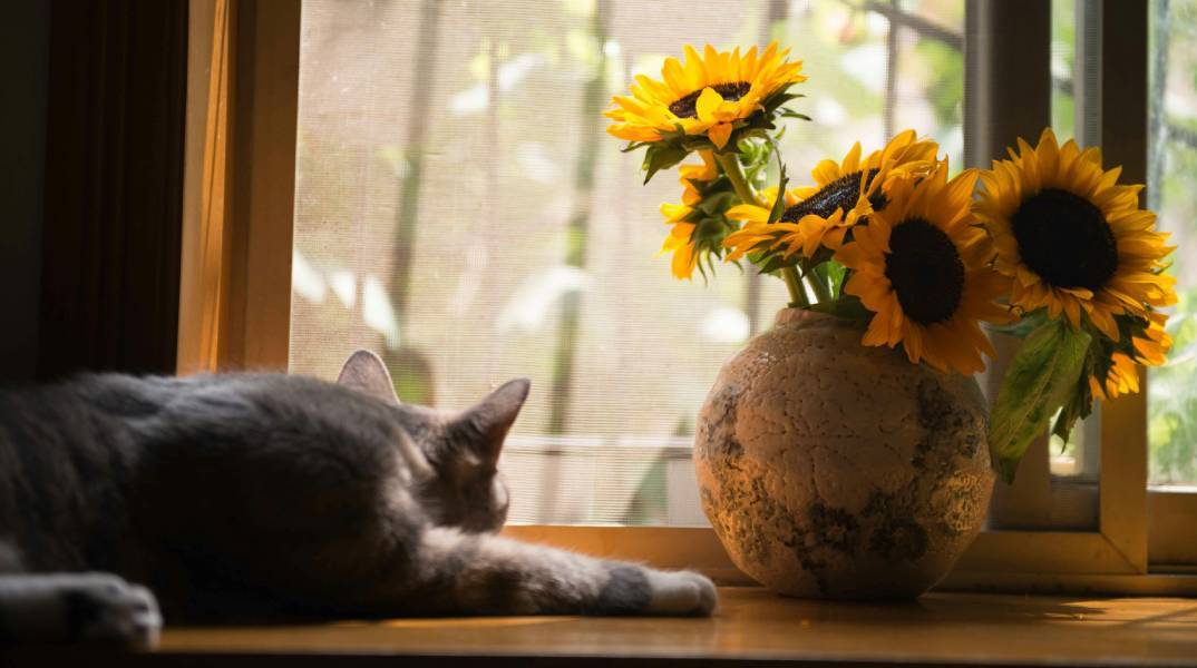 Γιατί η γάτα μάς περιμένει πίσω από την πόρτα;