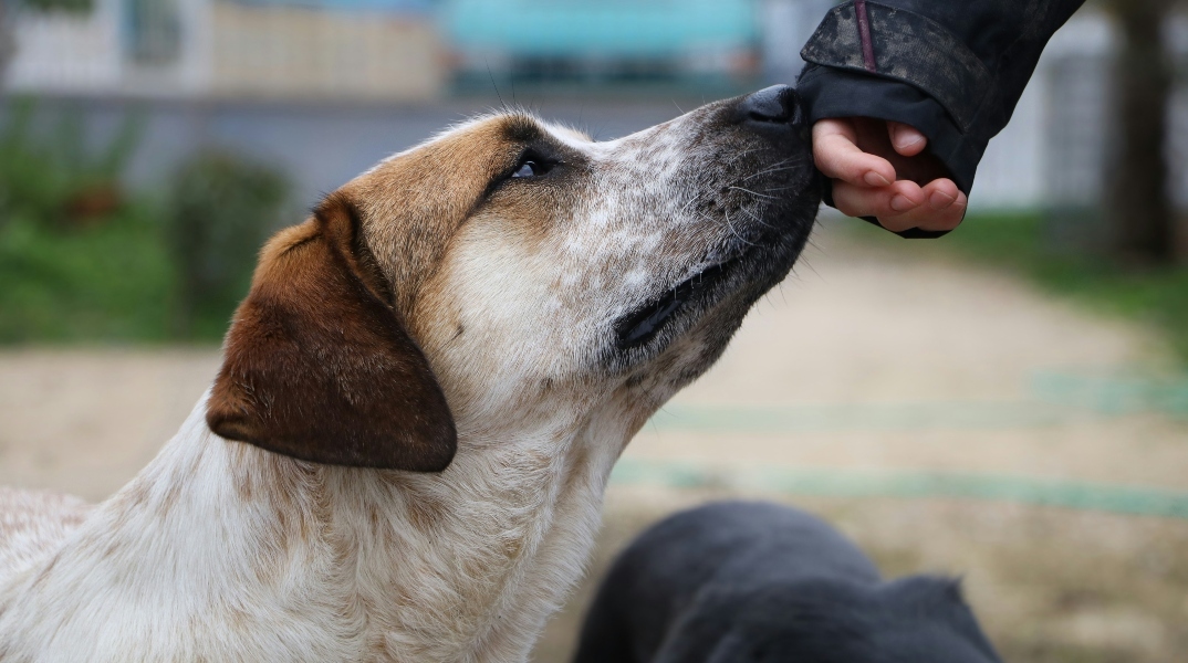 Παγκόσμια Ημέρα Αδέσποτων Ζώων η 4η Απριλίου 