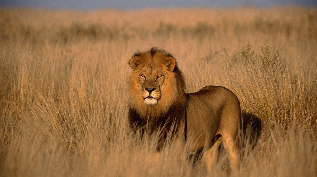 Νότια Αφρική: Σταδιακό τέλος στην εκτροφή λιονταριών για κυνήγι - Διεθνής εκστρατεία για να σταματήσει η αντιπεριβαλλοντική πρακτική. 