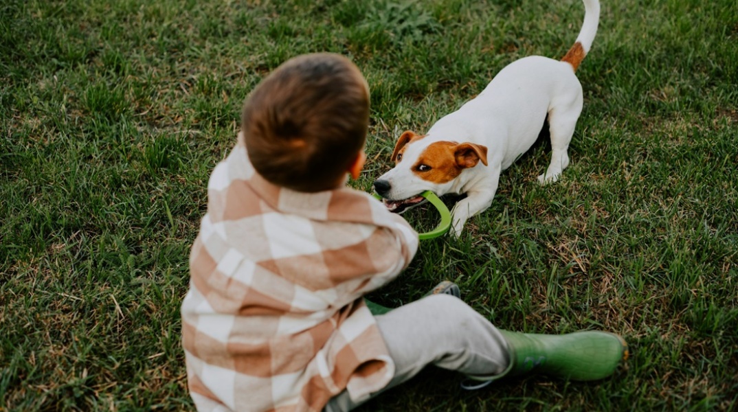 Σκυλάκι παίζει με σκυλάκι στο γρασίδι