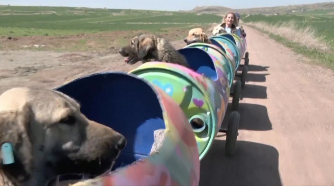 Τουρκία: Μια φιλόζωη βγάζει βόλτα ανάπηρους σκύλους με ένα αυτοσχέδιο τρενάκι - Η Μπουκέτ Οζγκουνλού φιλοξενεί 560 σκυλιά στο καταφύγιό της. 