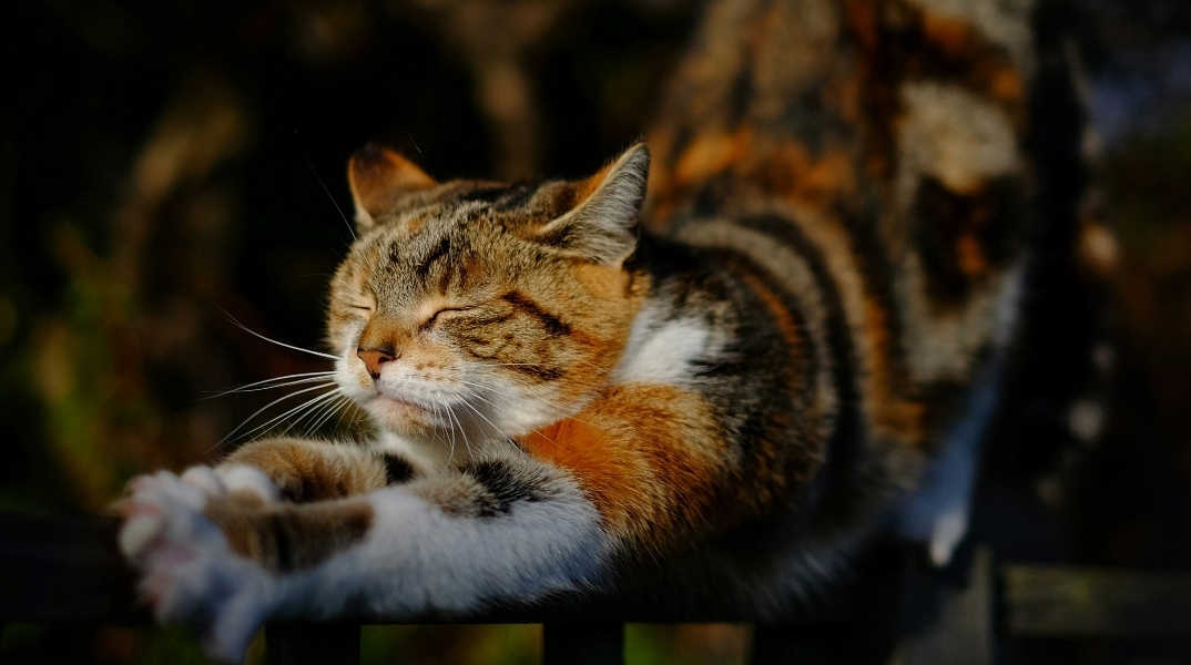 Γάτες: Οι λόγοι που τεντώνονται και κυρτώνουν την πλάτη τους όταν βλέπουν τους ανθρώπους.