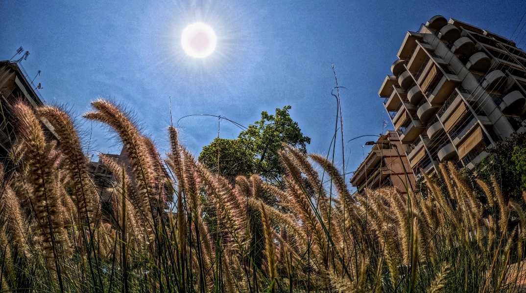 Εικόνα της Αθήνας με στάχια και με φόντο πολυκατοικίες
