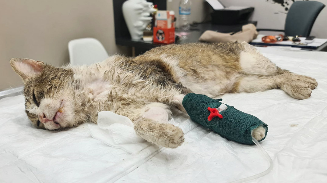 Animal’s Voice: Ο Δήμος Ανδρίτσαινας Κρεστένων αρνήθηκε να περιθάλψει γάτα που έφαγε φόλα