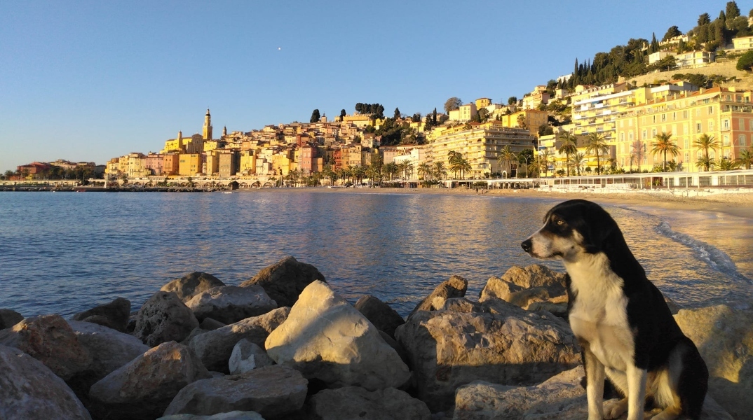 Σκυλίτσα που χάθηκε στην Ελλάδα βρέθηκε στη Σερβία 