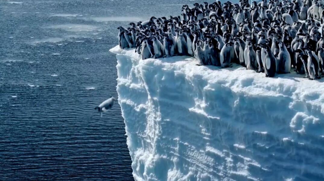 Η στιγμή που ένα μικρό πιγκουινάκι βουτά από 15 μέτρα ύψος στον Νότιο Ωκεανό