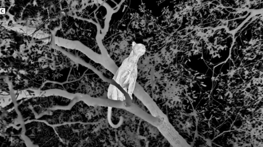 BBC: Λεοπάρδαλη κυνηγά μπαμπουίνους τη νύχτα