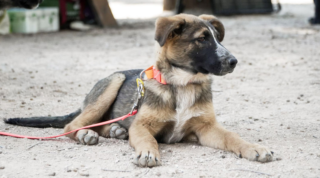 Γιορτή Υιοθεσίας