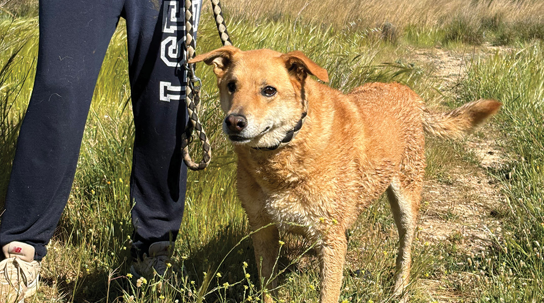 Η ιστορία του Μάρκου: Πώς βρήκα τον σκύλο μου που είχε χαθεί