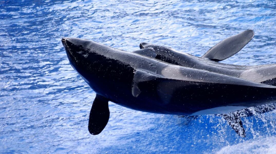 Μαυροδέλφινα