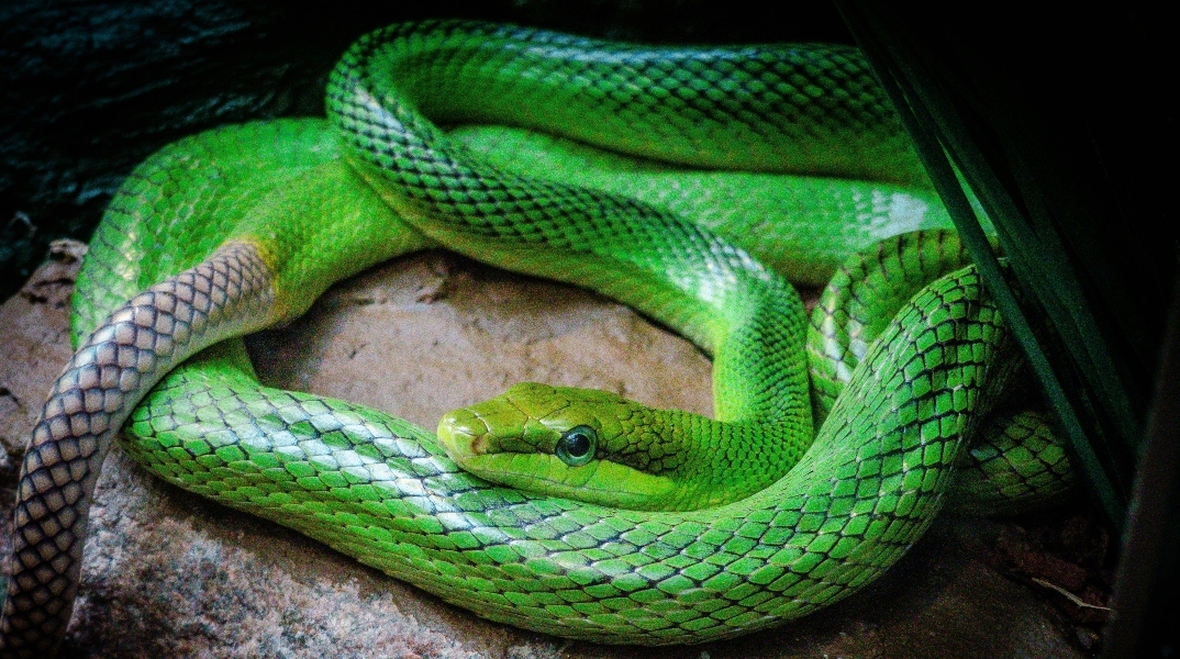 Αυστραλία: Θύματα από δάγκωμα φιδιού τα μεταφέρουν στο νοσοκομείο