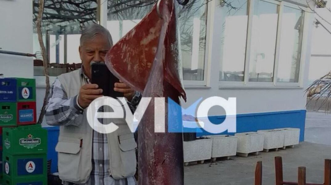 Εύβοια: Το viral καλαμάρι με βάρος 15 κιλά