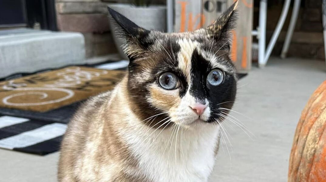 Η γάτα Γκαλένα που ταξίδεψε σε δέμα της Amazon