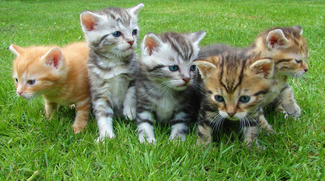 Τι πρέπει να γνωρίζουμε για τα σκουλήκια στις γάτες