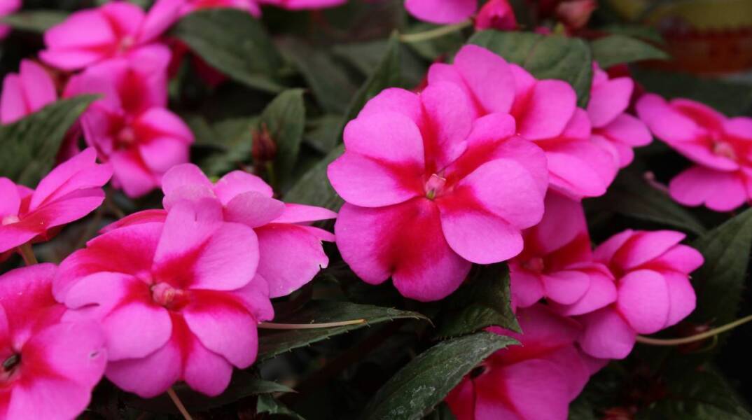 7 λουλούδια που ευδοκιμούν σε σκιερά μπαλκόνια