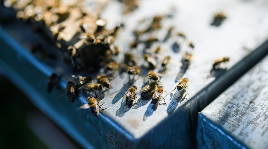 Βόρεια Καρολίνα: Οικογένεια ανακάλυψε αποικία 50.000 μελισσών στον τοίχο του σπιτιού - Το κοριτσάκι παραπονιόταν για «τέρας» στο δωμάτιό του. 