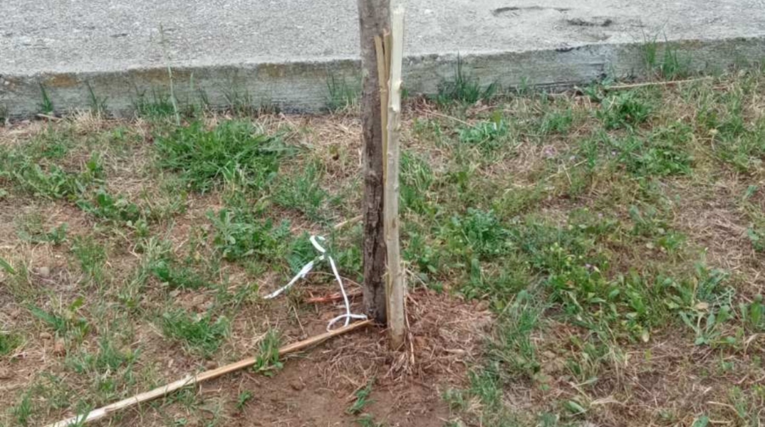 Εύοσμος: Κατέστρεψαν δέντρα για τα θύματα των Τεμπών