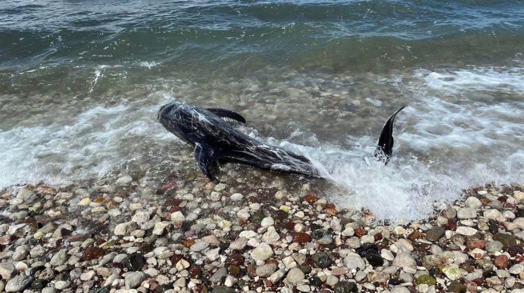 Δελφίνι βγήκε στα ρηχά στην παραλία των Ιρίων