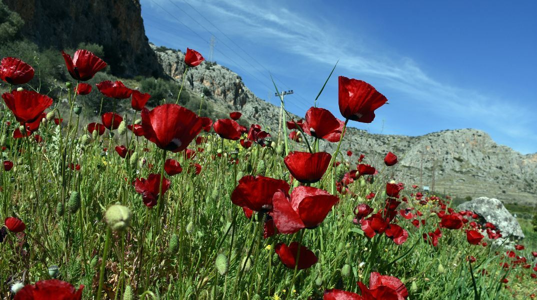 Καιρός: Αίθριος σήμερα, Τρίτη 7 Μαΐου 2024 - Ηλιοφάνεια και θερμοκρασίες έως 29 βαθμούς - Αναλυτική πρόγνωση.