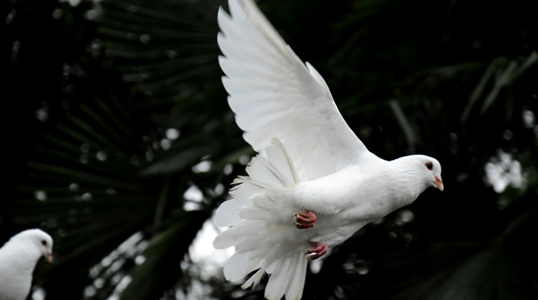 Λευκό περιστέρι, με το οποίο συμβολίζεται το Άγιο Πνεύμα