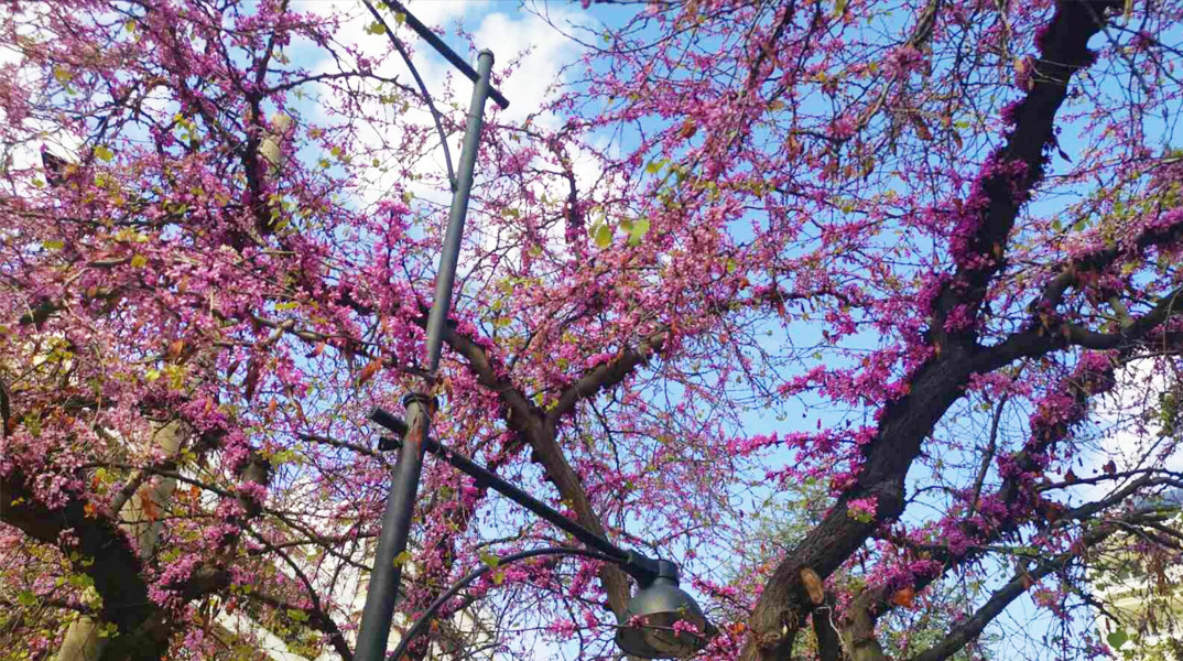 Κουτσουπιές