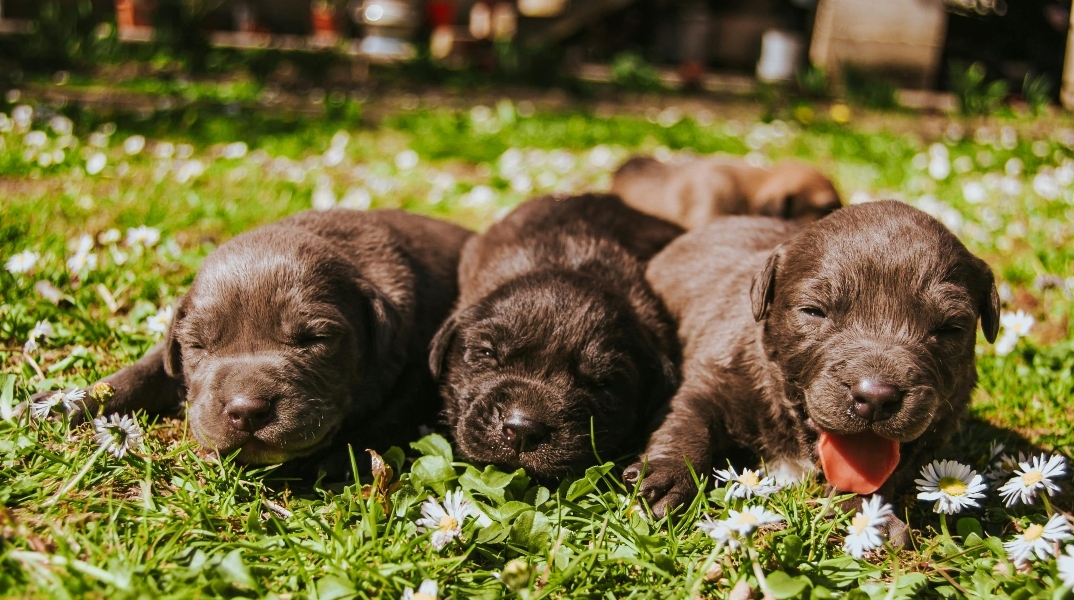 Τύφος: Κινδυνεύει ο σκύλος μας; 