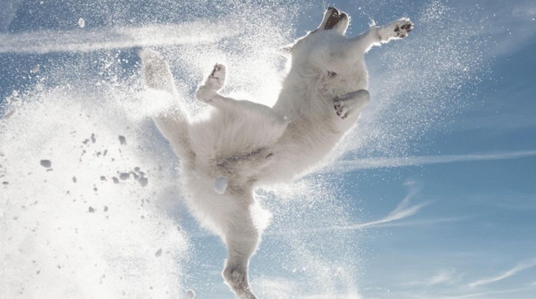 Comedy Pets Comedy Pets Photography Awards: Οι καλύτερς φωτογραφίες του διαγωνισμού κατοικιδίων 