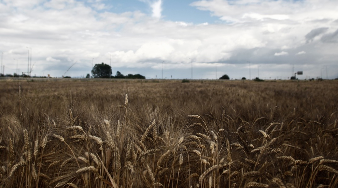 Χωράφι με σιτηρά